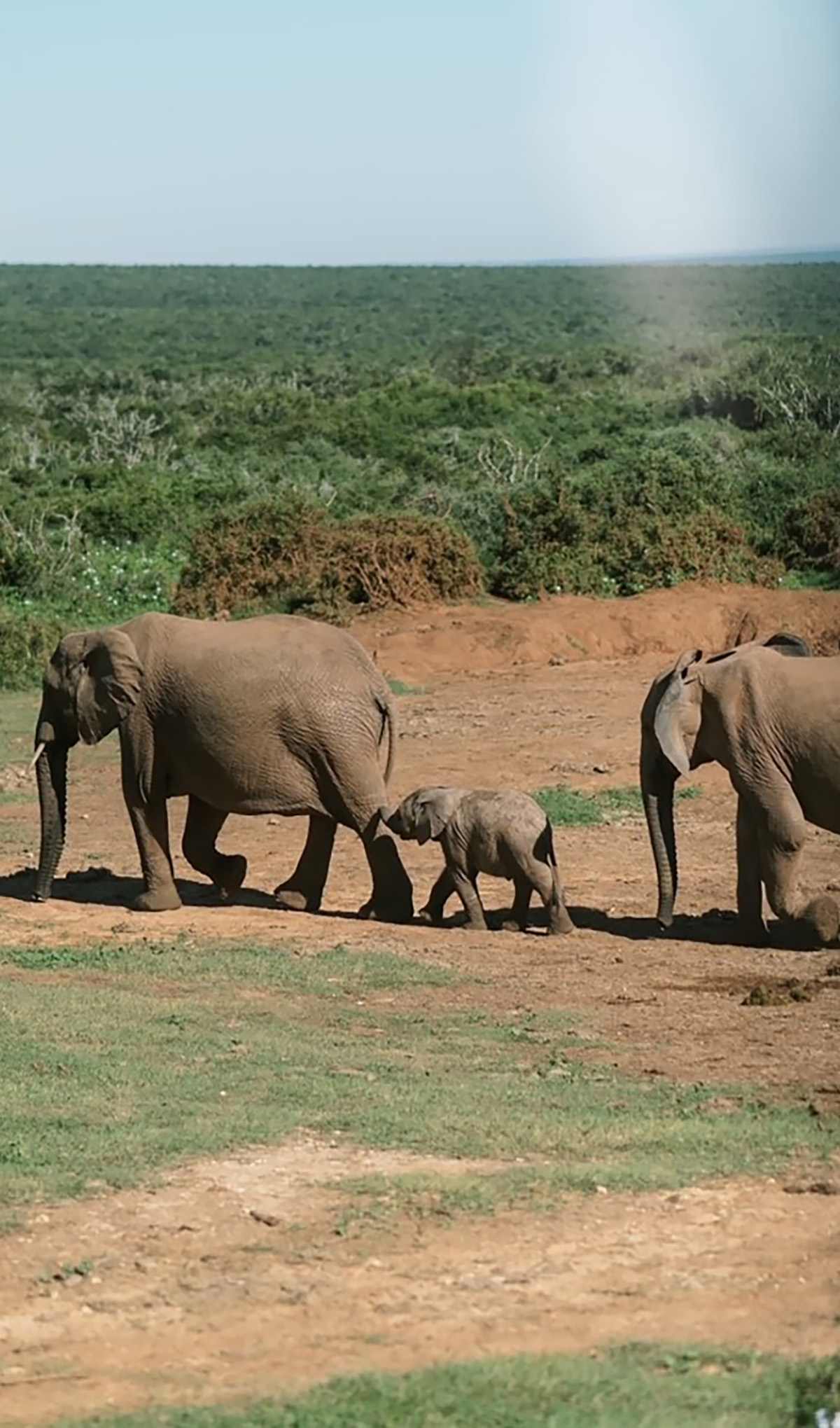 three elephants walk tail to trunk across a dusty field